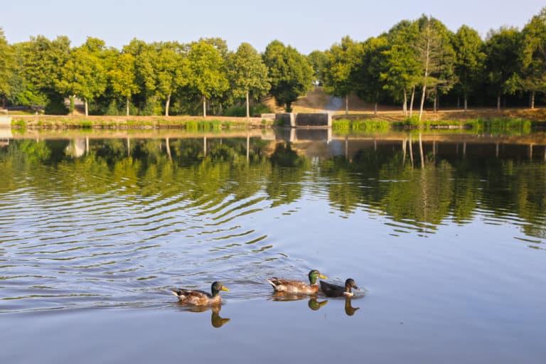 Vismeer in de buurt van de camping