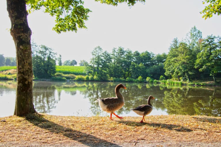 ducks near the lake