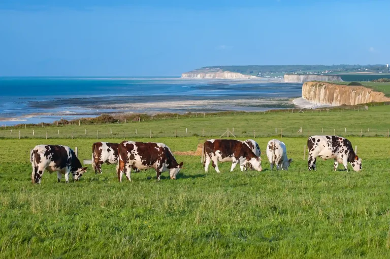 Que faire dans la Manche en Normandie