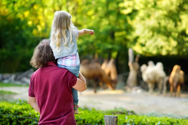 Visite d’un zoo en Normandie avec animaux sauvages et espaces naturels